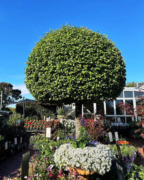 Seeing Out Autumn in the Garden