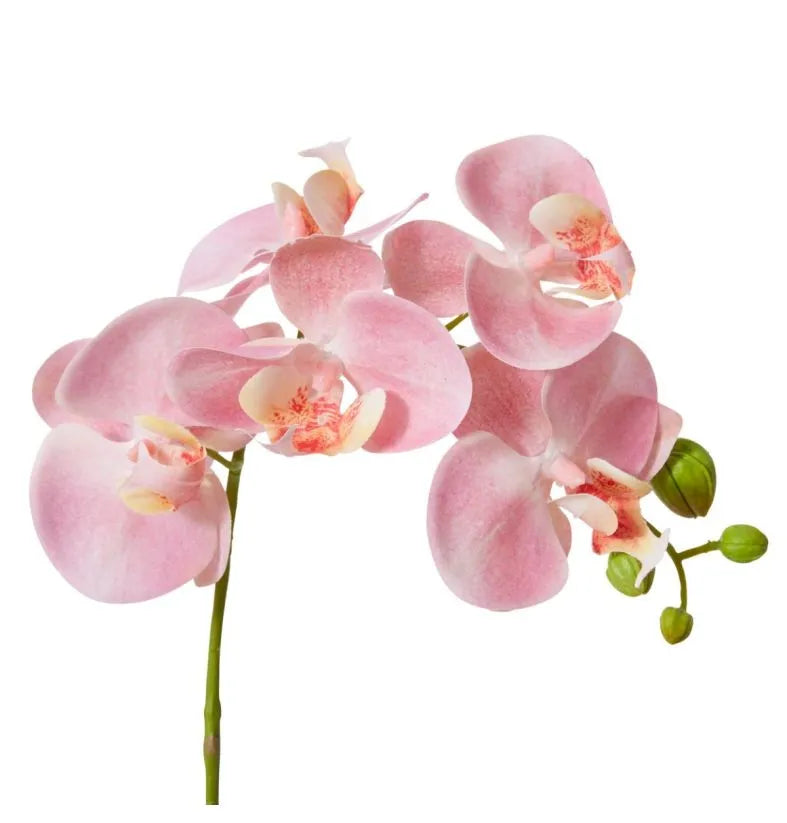 Phalaenopsis Orchid Stem Pink