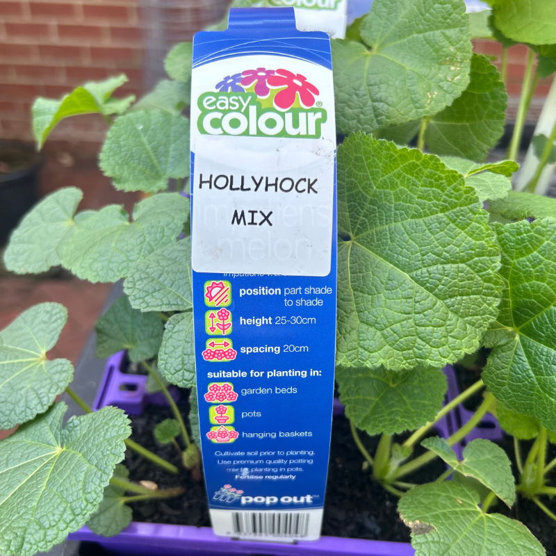 Hollyhock Mixed Easy Colour