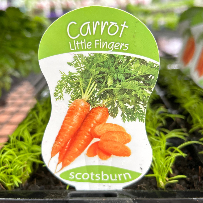 Carrot Little Fingers punnet