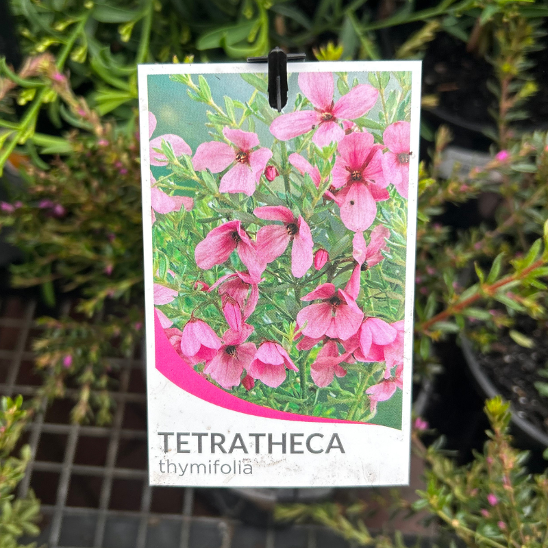 Tetratheca thymifolia