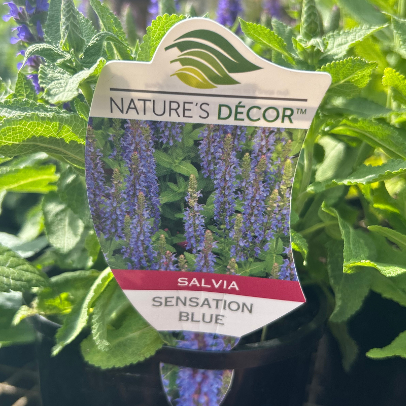 Salvia Sensation