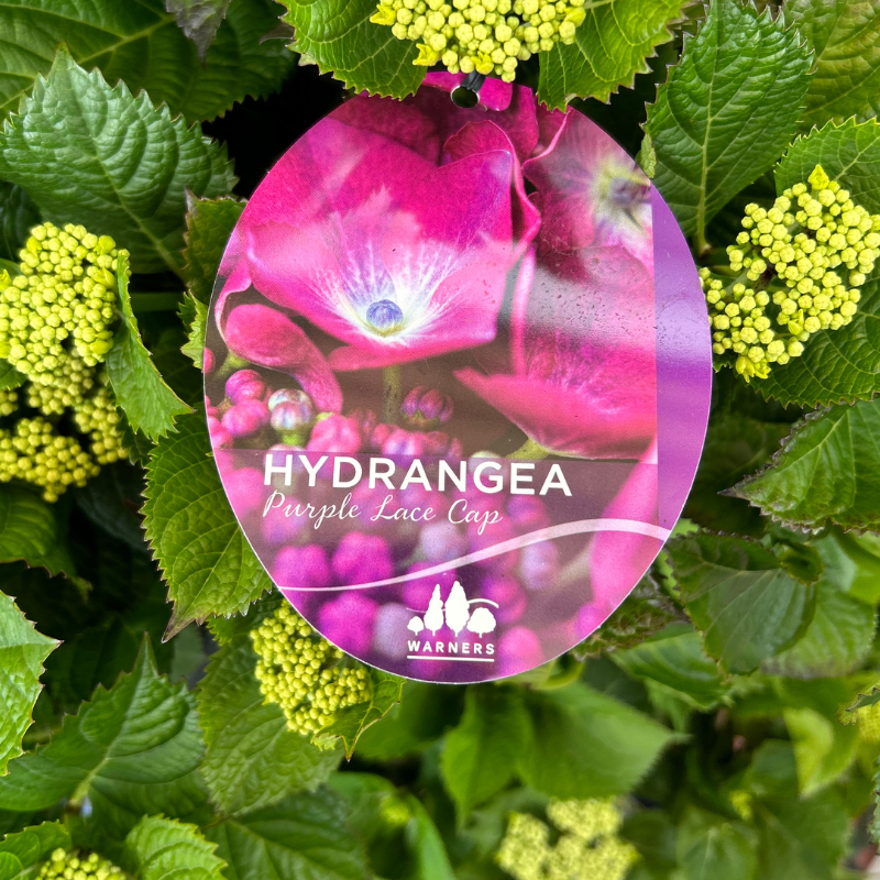 Hydrangea Purple Lace Cap