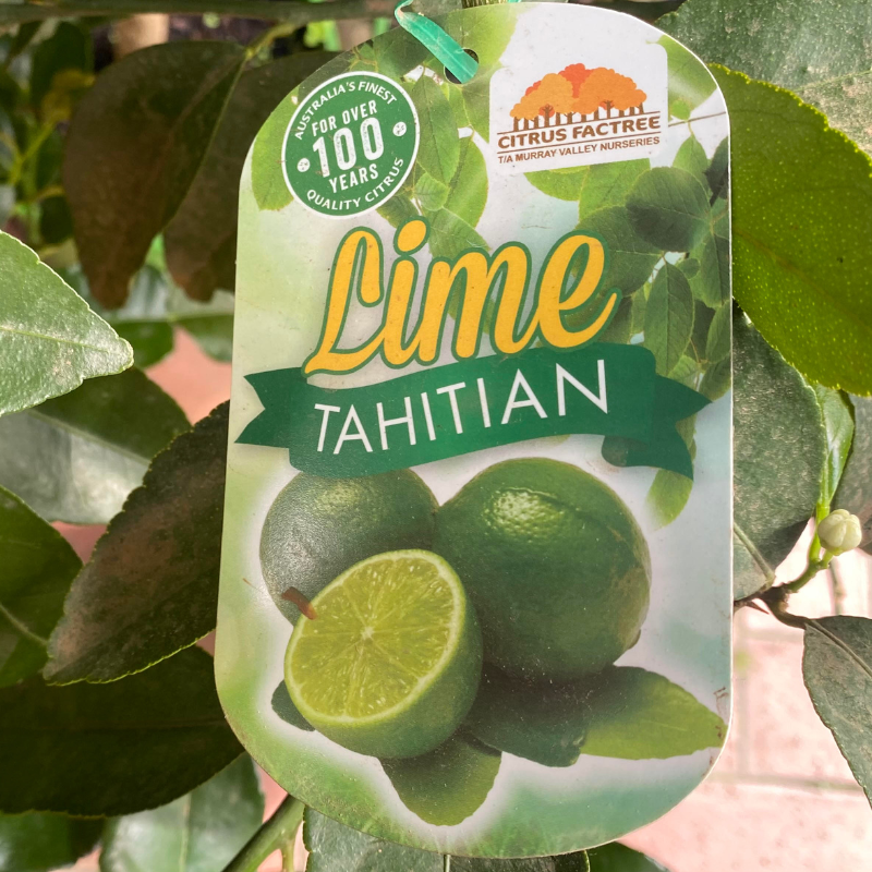 Lime Tahitian