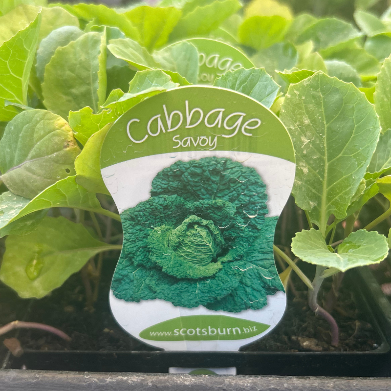 Cabbage Savoy punnet
