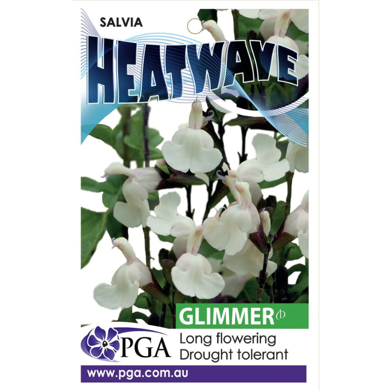 Salvia Heatwave Glimmer