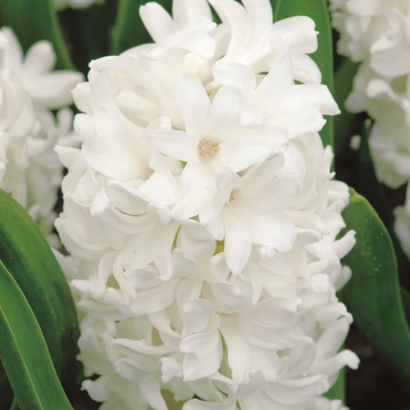 Hyacinth Pallas Bulbs