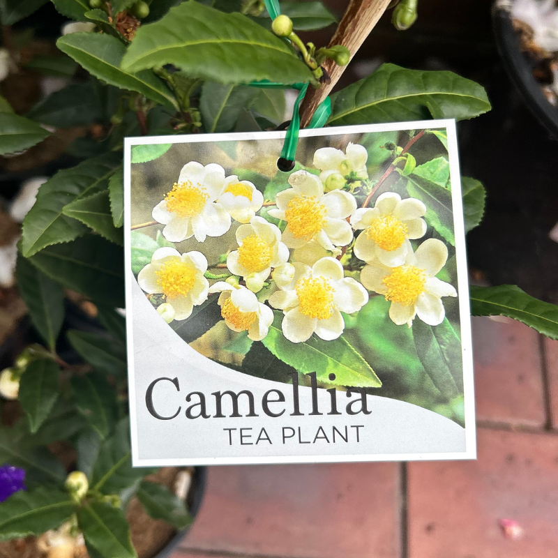 Camellia sinensis (Tea Plant)
