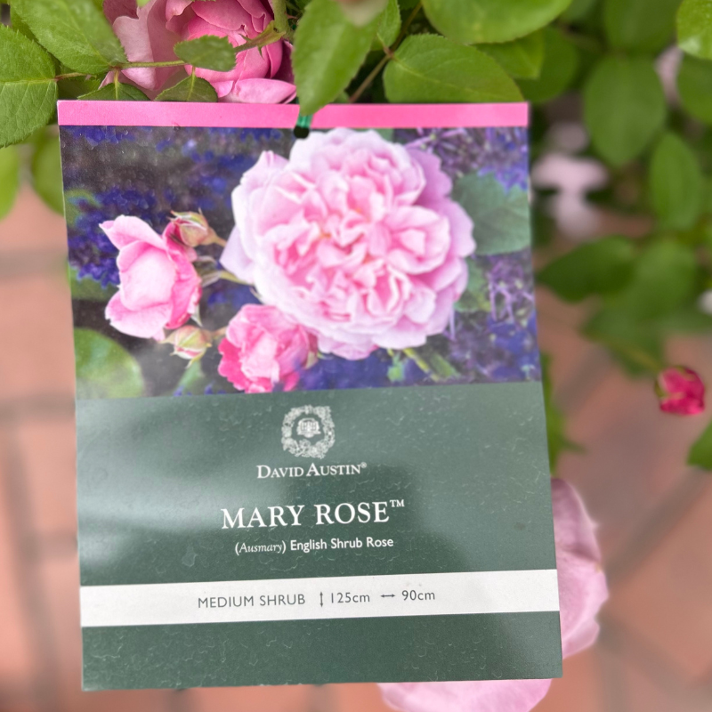 Mary Rose Bush Rose