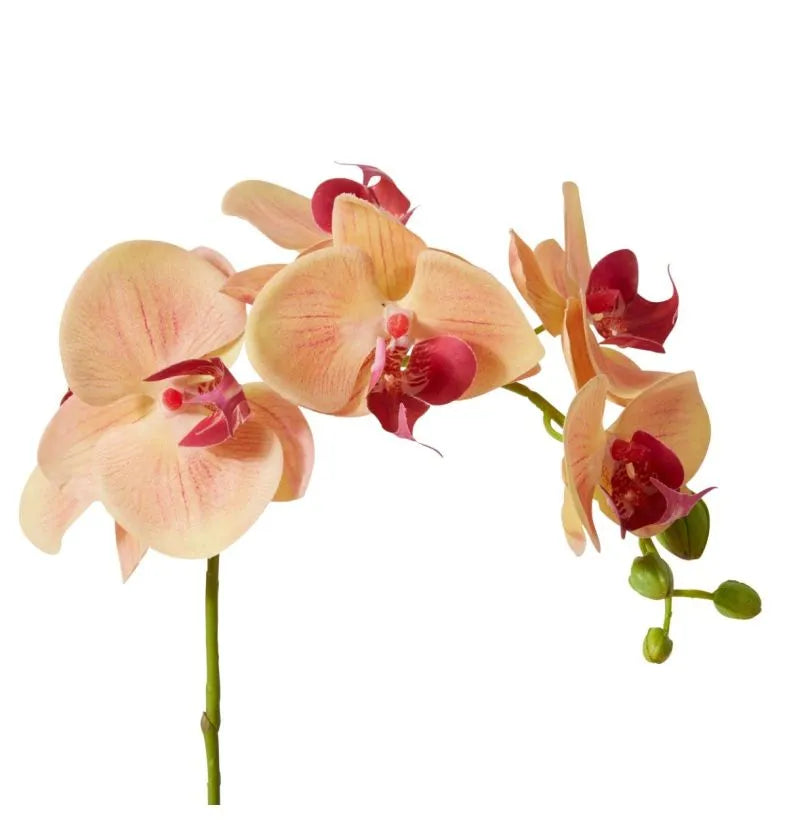 Phalaenopsis Orchid Stem Apricot