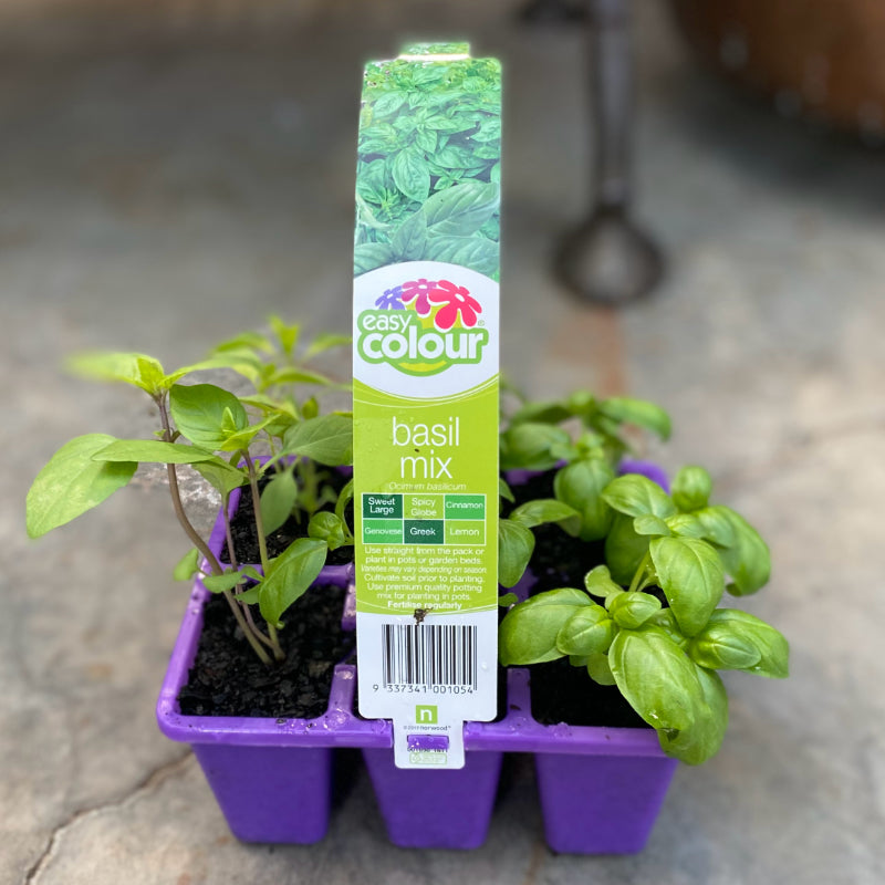 Herbs Basil Mix Easy Colour AcornNursery