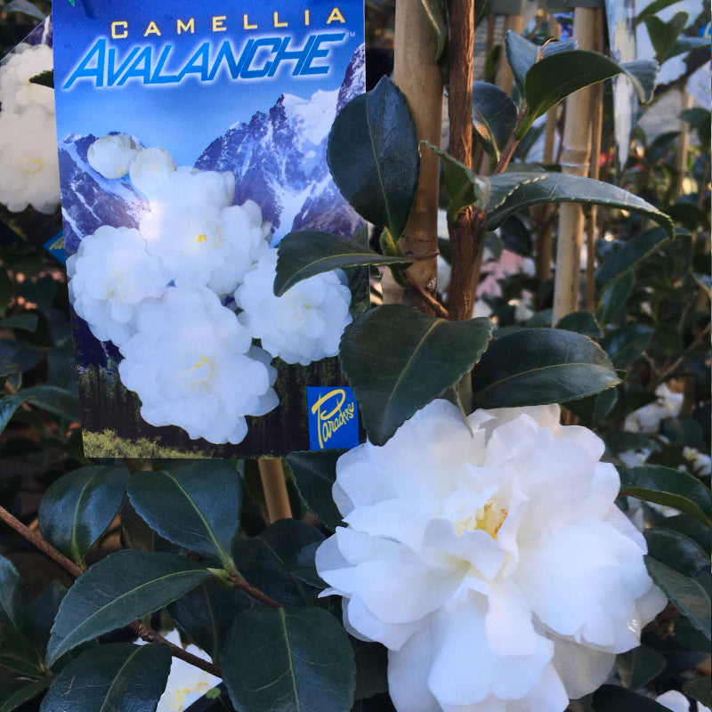 Camellia Avalanche