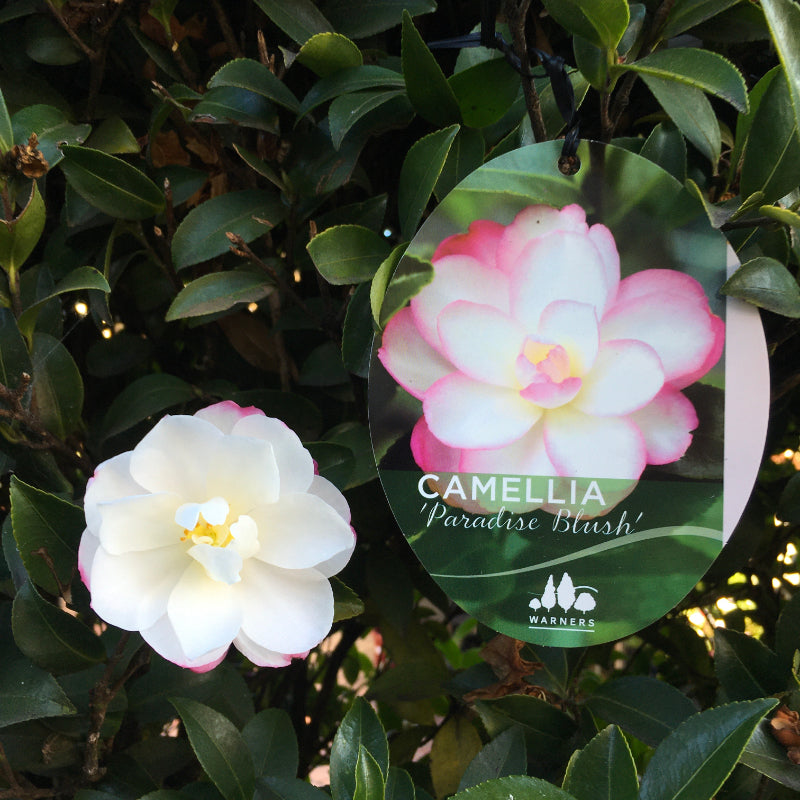 Camellia Paradise Blush
