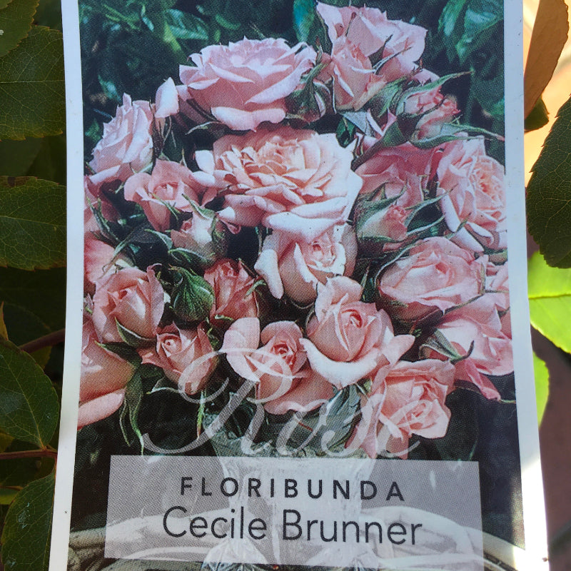 Cecile Brunner Rose
