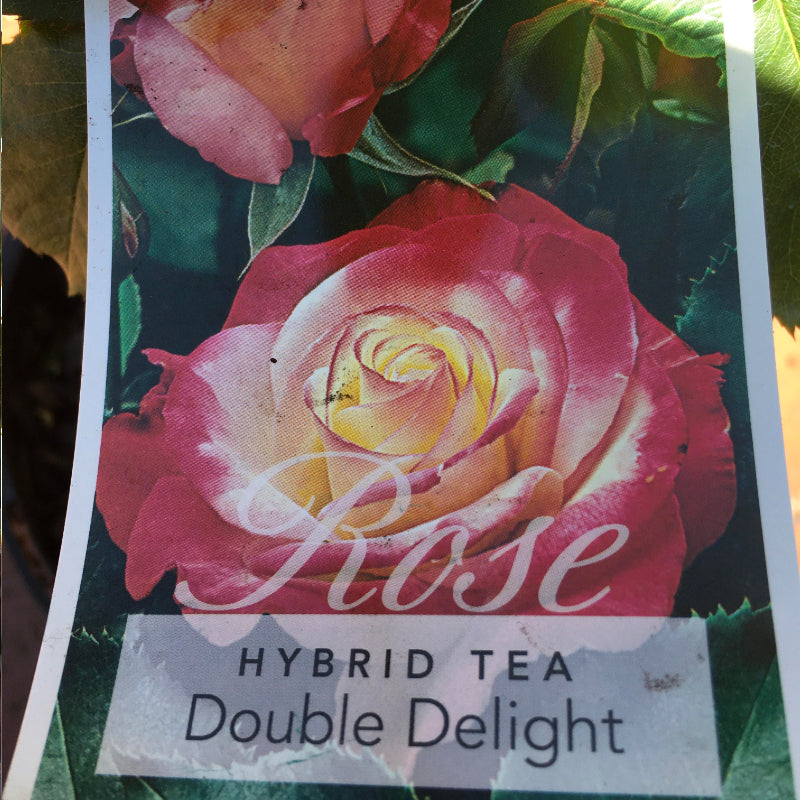 Double Delight Bush Rose