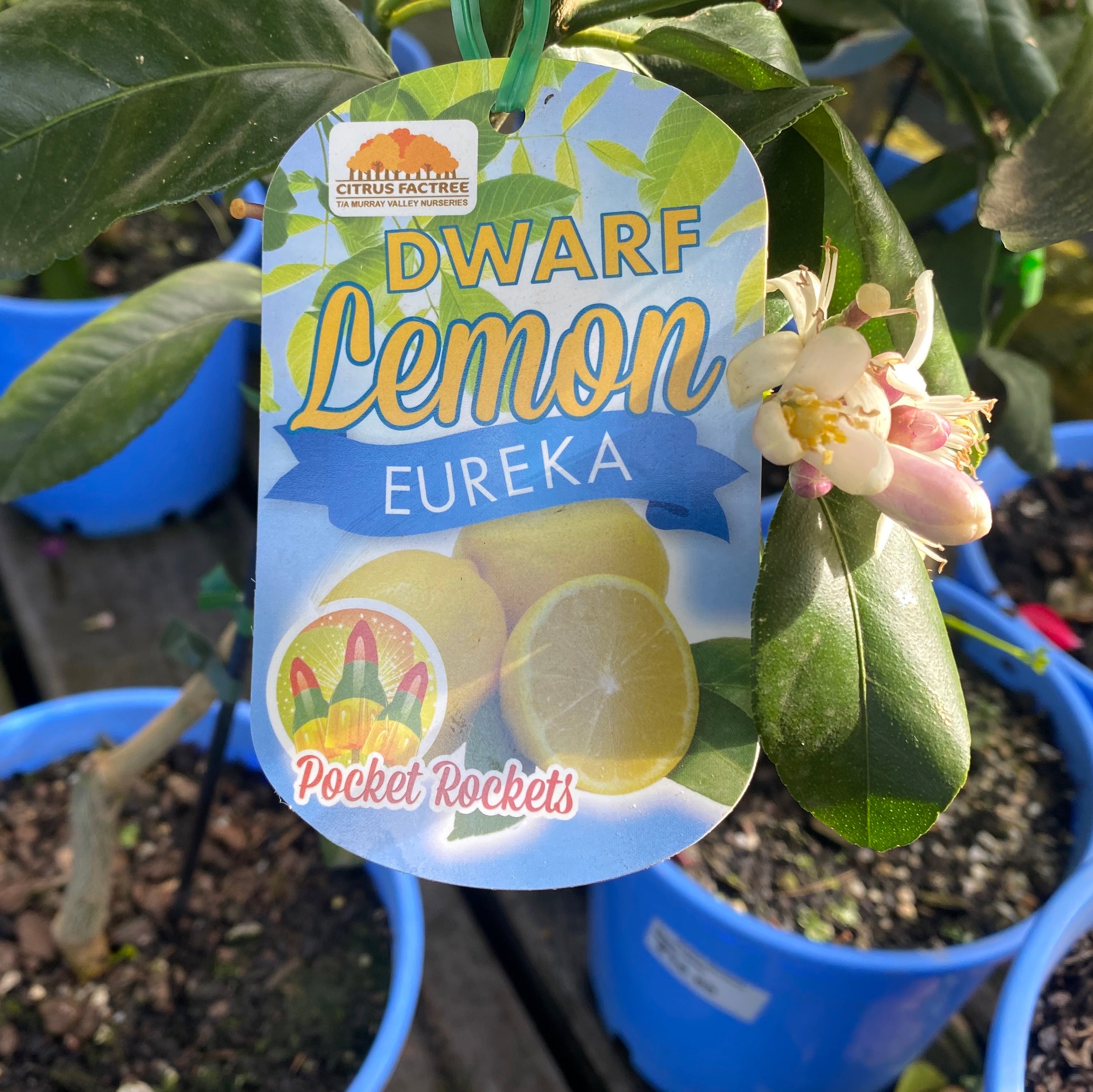 Lemon Dwarf Eureka