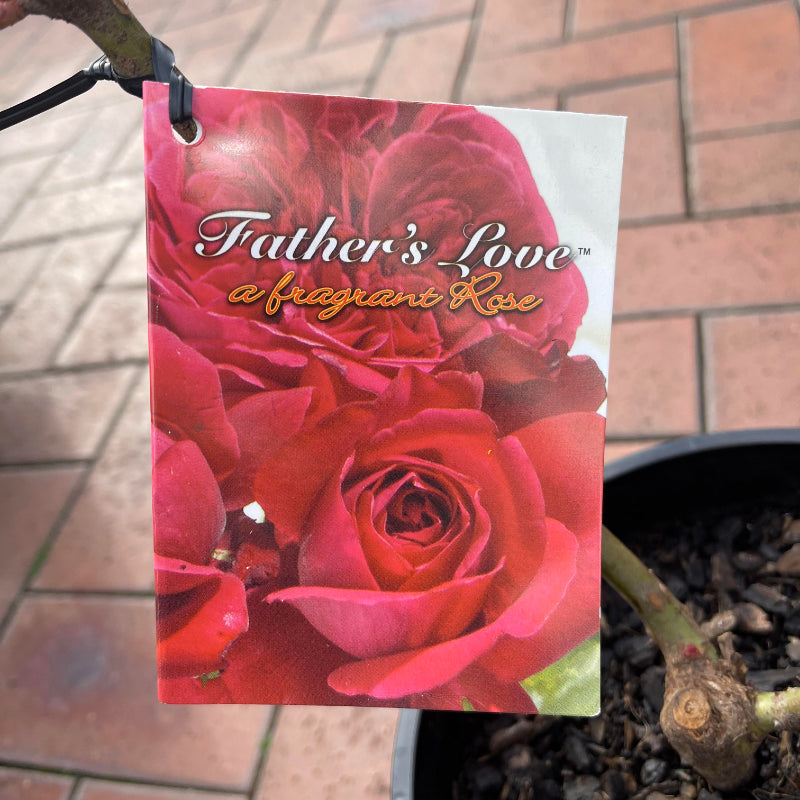 Father's Love Bush Rose