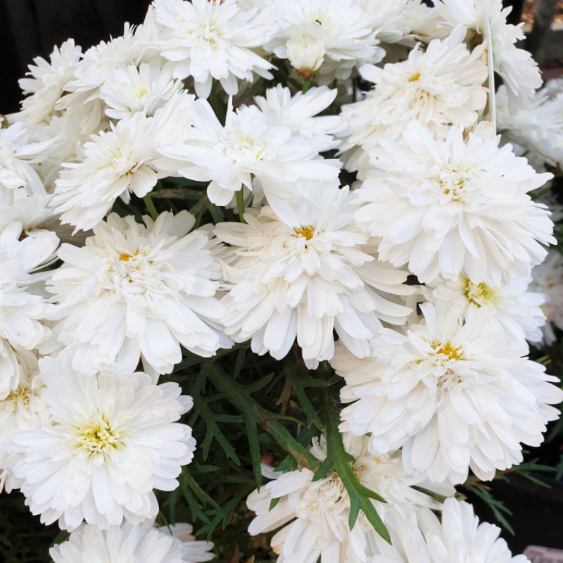 Argyranthemum Super Duper White