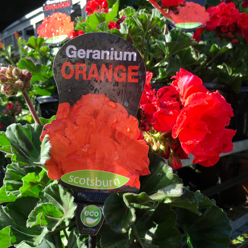 Geranium Orange