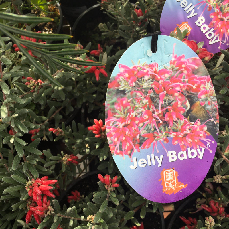 Grevillea Jelly Baby