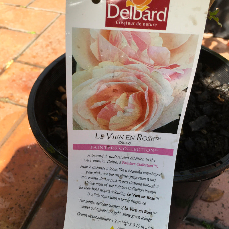 Le Vien en Rose Bush Rose