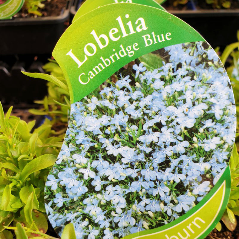 Lobelia Cambridge Blue punnet