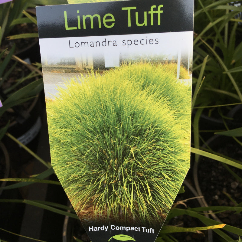 Lomandra Lime Tuff