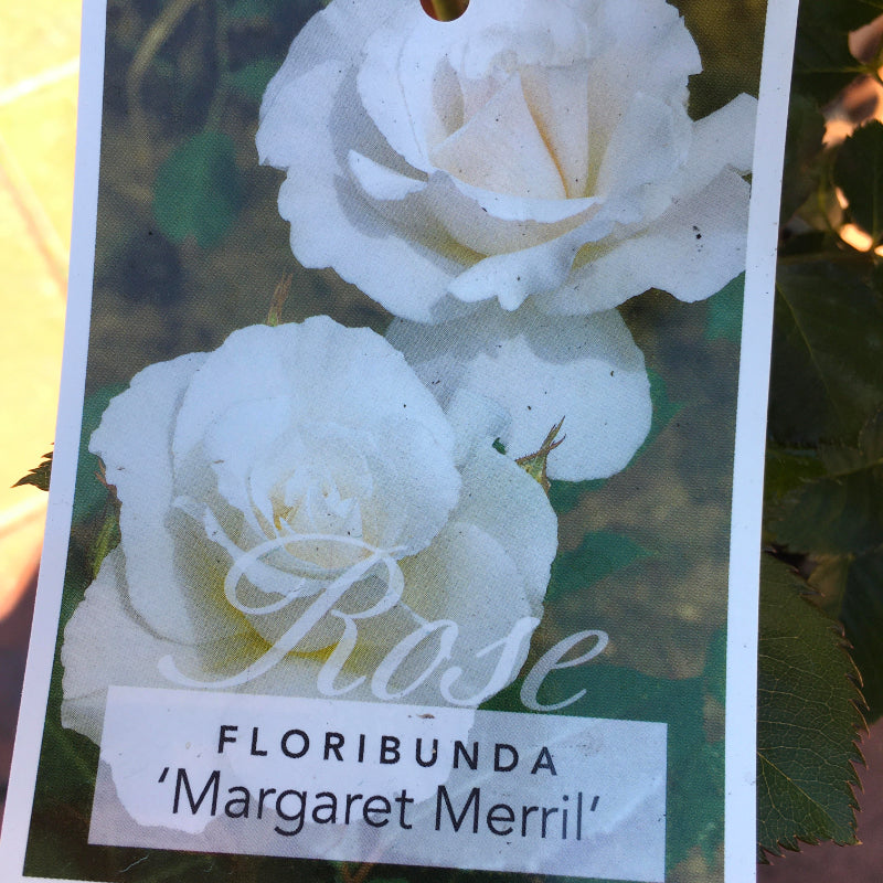 Margaret Merril Bush Rose