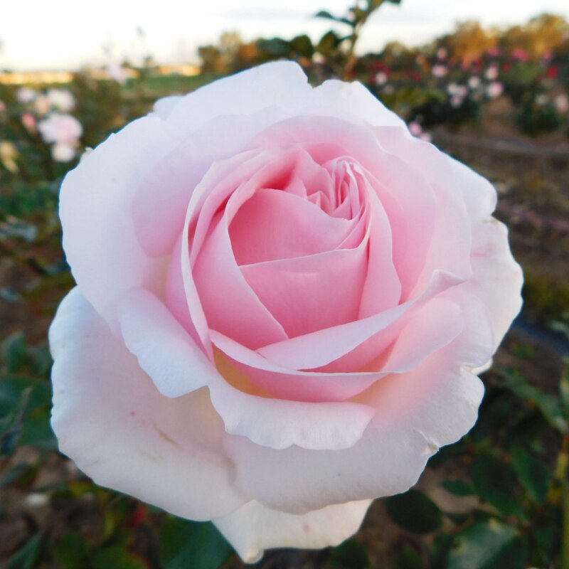 Mother's Love Standard Rose