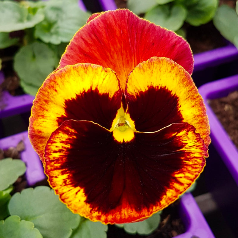 Pansy Fire Easy Colour