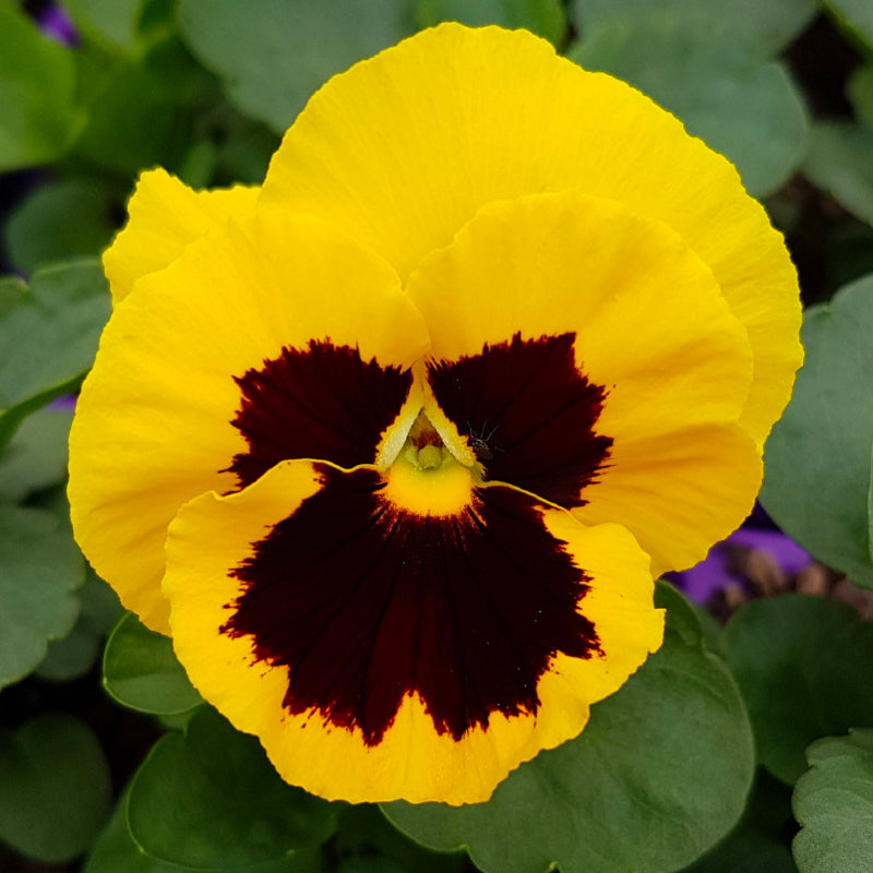 Pansy Gold with Face Easy Colour