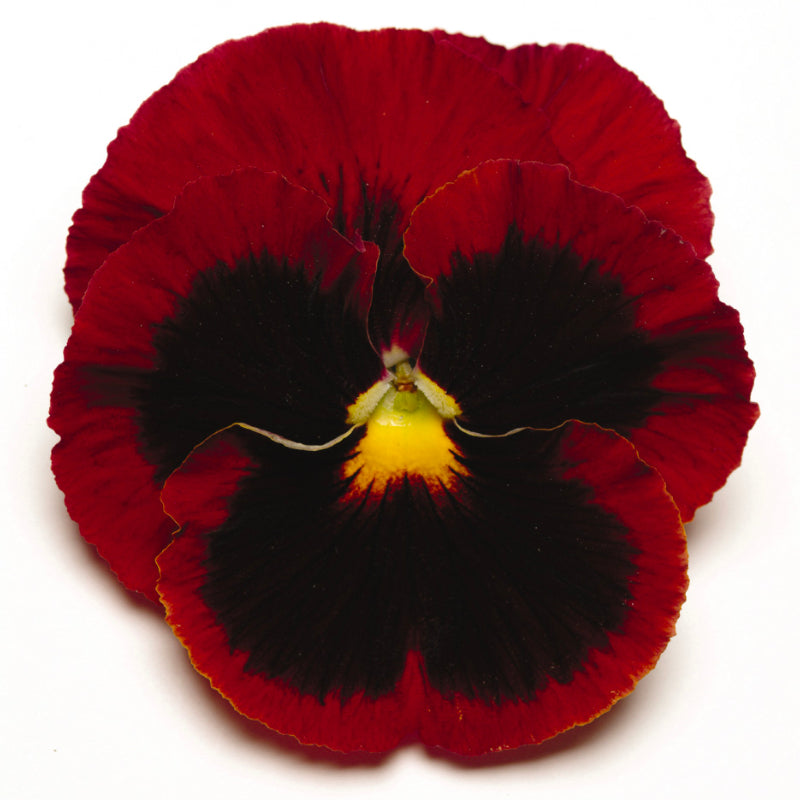 Pansy Red with Face Easy Colour