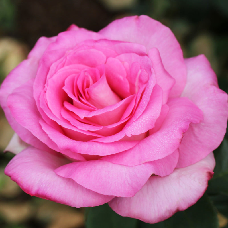 Perfume Passion Standard Rose