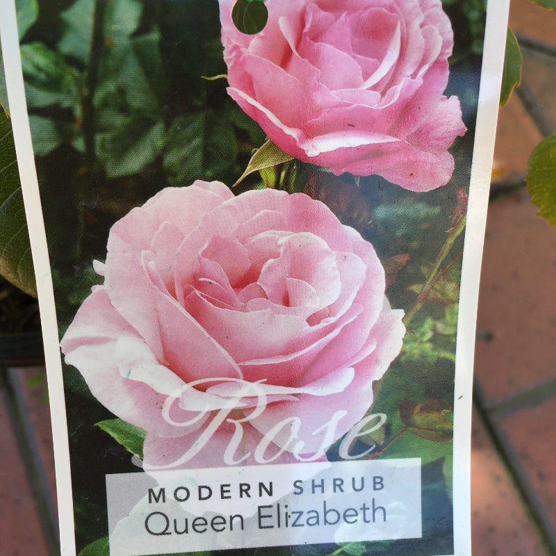 Queen Elizabeth Bush Rose