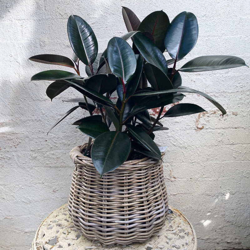 Ficus Burgandy - Rubber Plant – Sydney's Plant Market