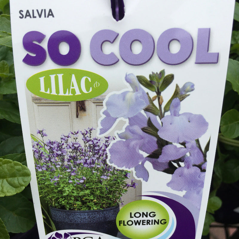 Salvia So Cool Lilac