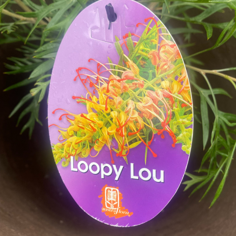 Grevillea Loopy Lou