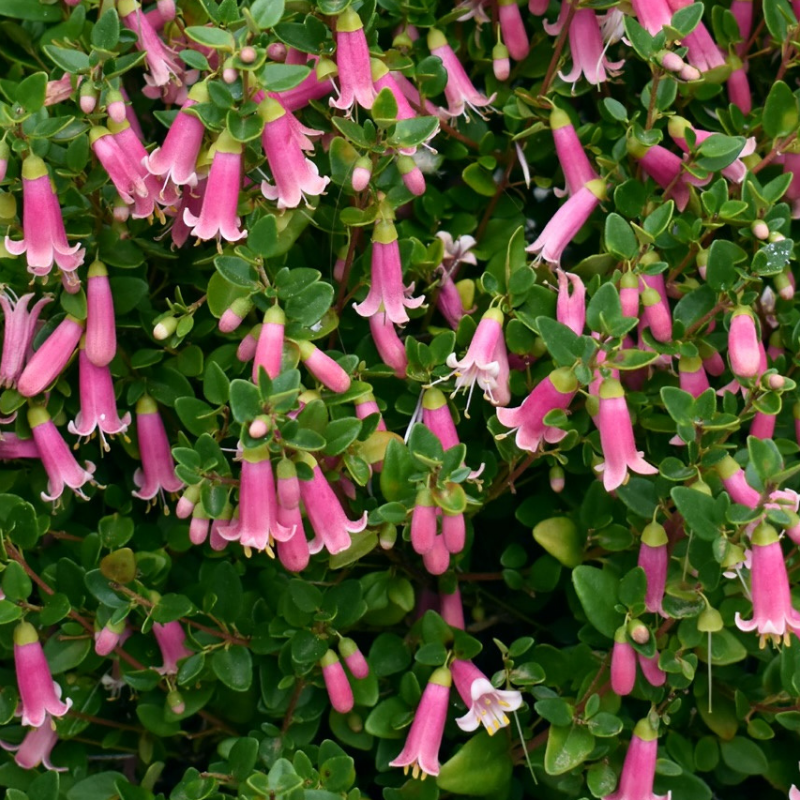 Correa Pink Perfect Pollinator