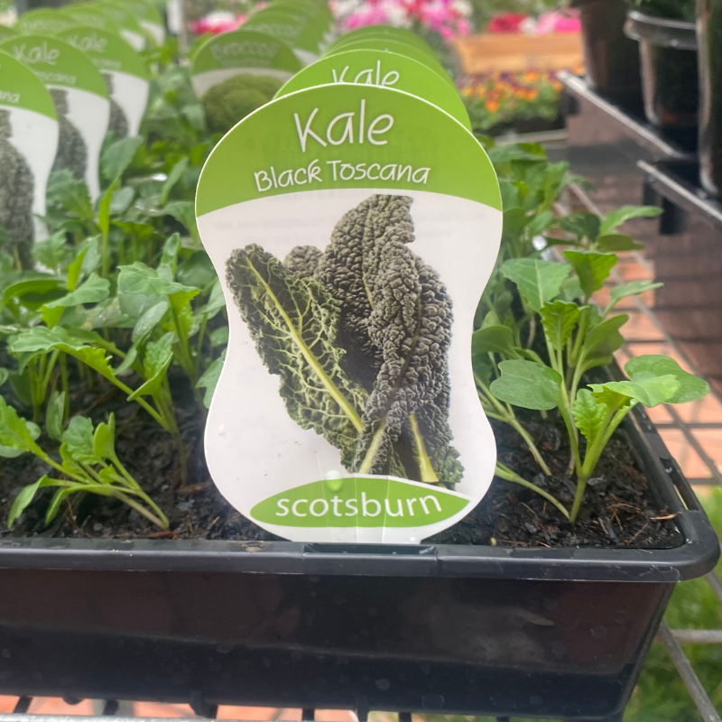 Kale Black Toscana punnet
