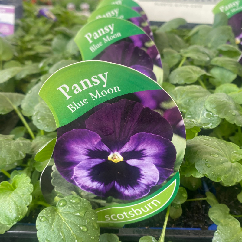Pansy Blue Moon punnet