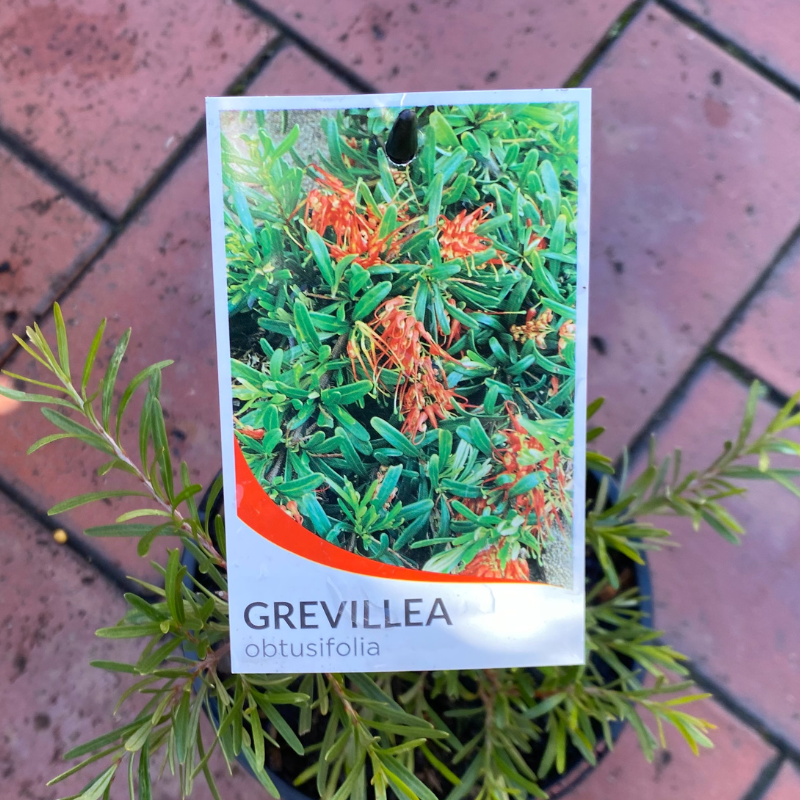 Grevillea obtusifolia