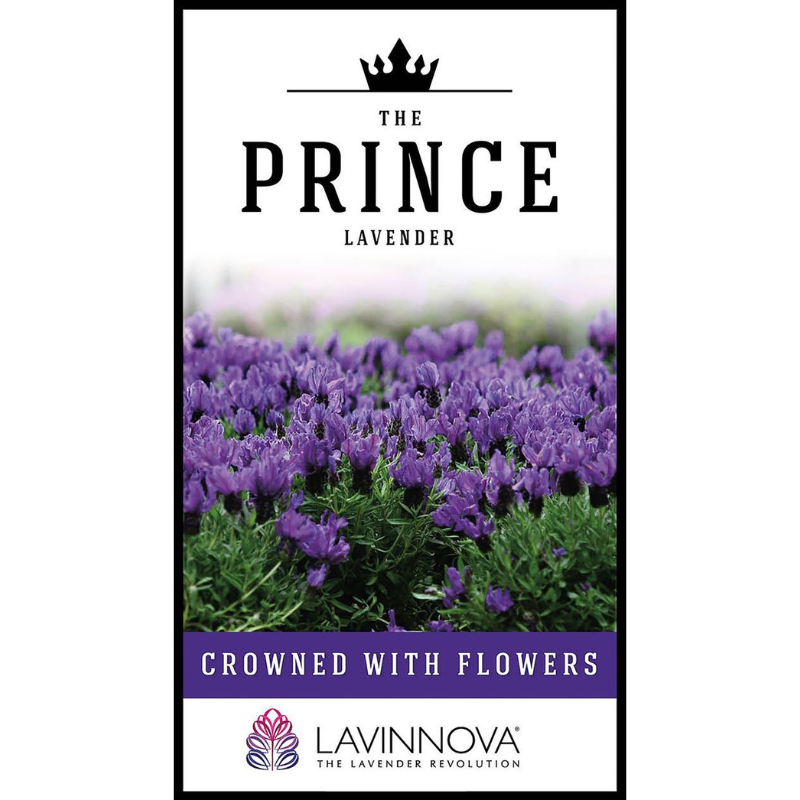 Lavender The Prince