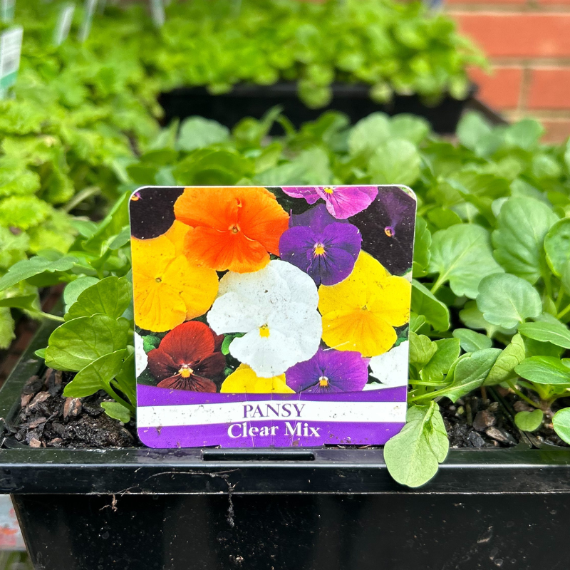 Pansy Clear Mix punnet