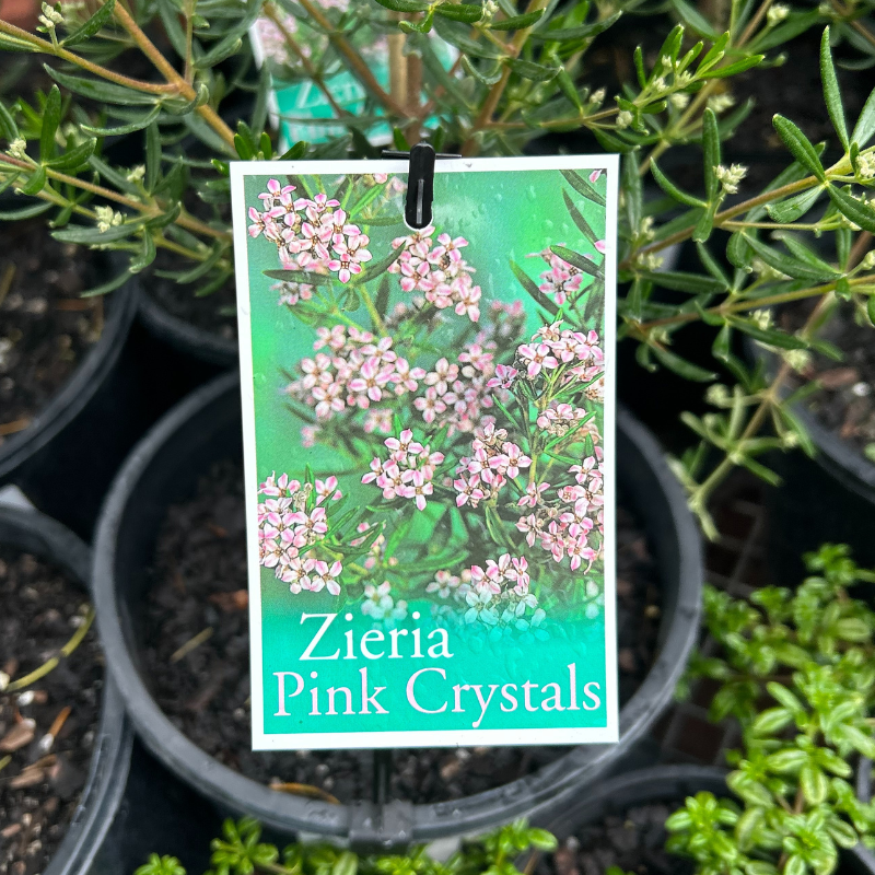 Zieria Pink Crystals