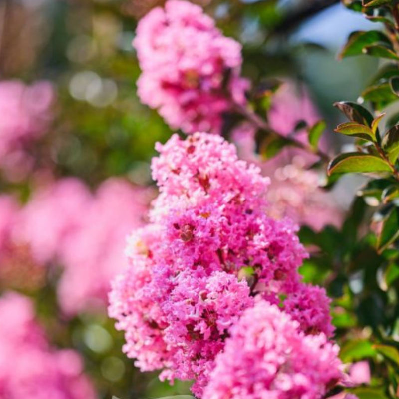 Lagerstroemia Sioux
