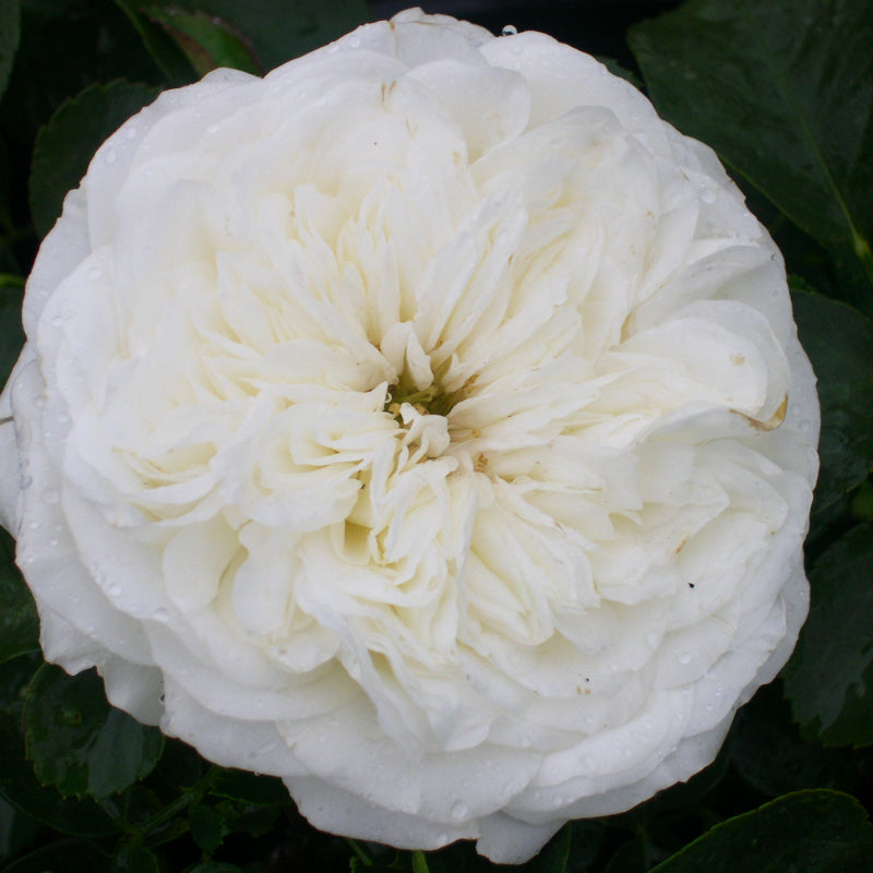White Meidiland Groundcover Rose