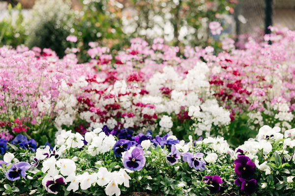 Let's spend May in the garden