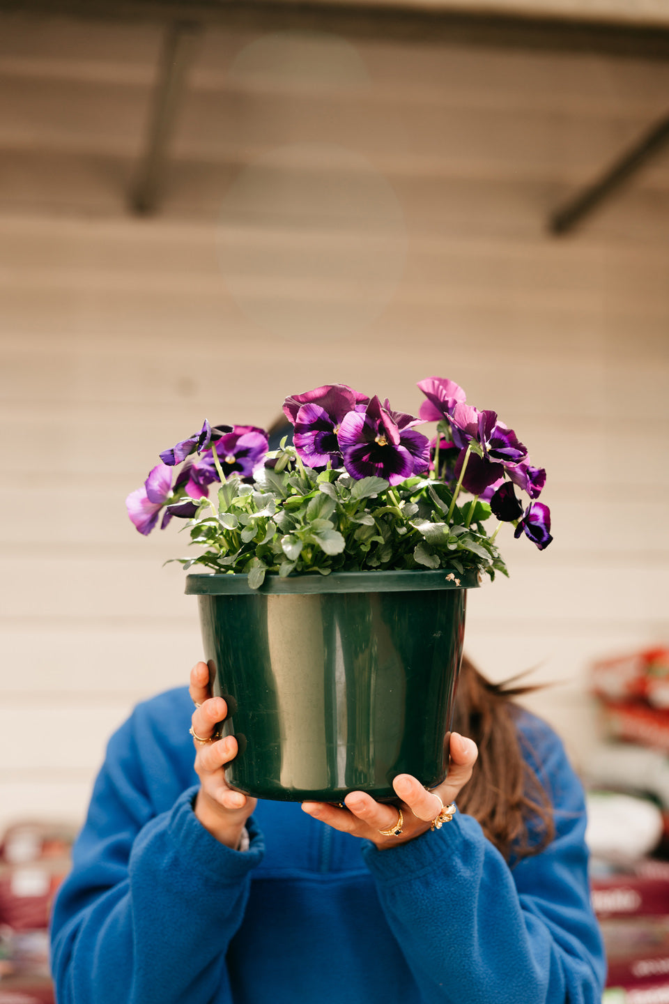 As Winter Fades, Spring Awakens