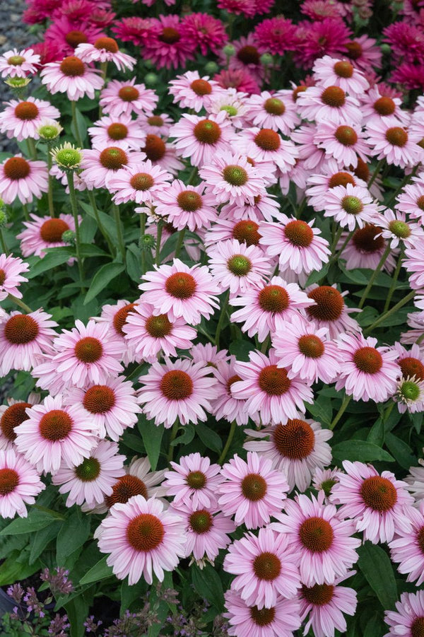 Save your plants from the heat