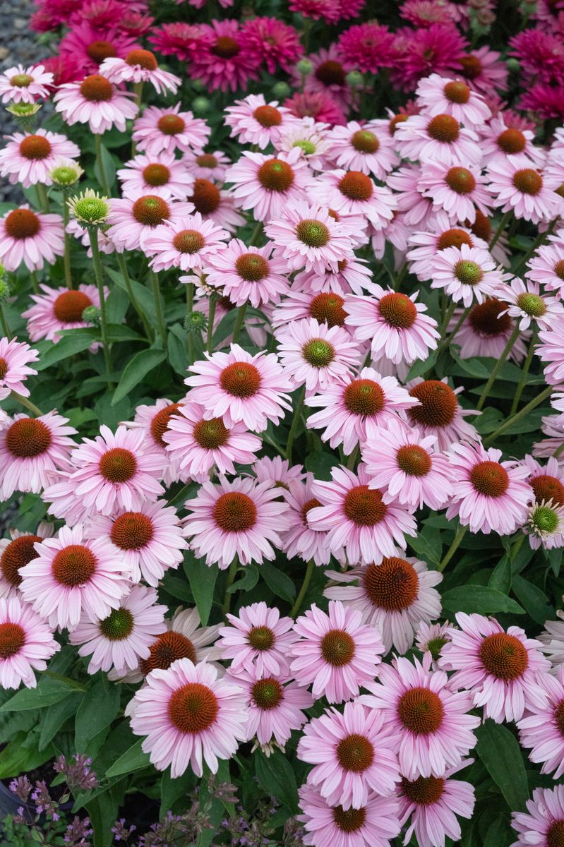 Save your plants from the heat